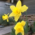 gravatar-daffodils