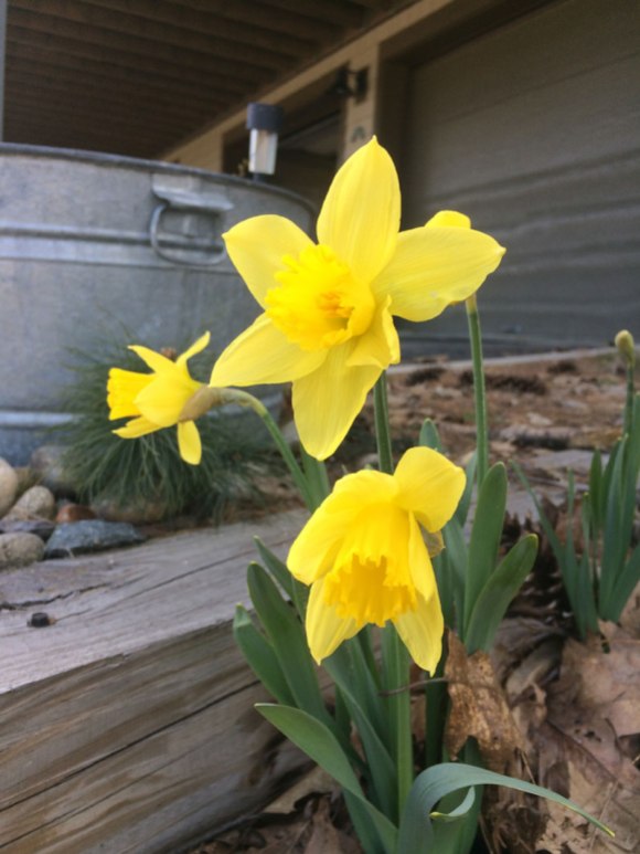 2018-04-24-daffodils